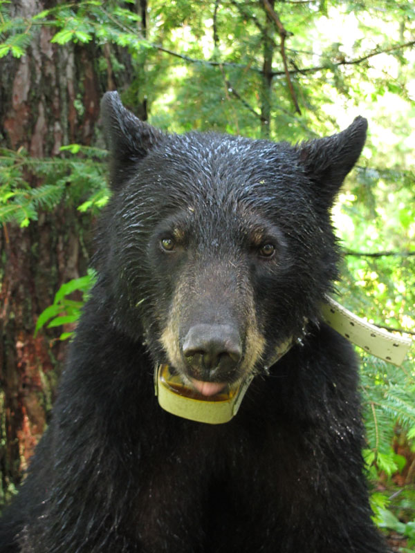 Sharon has begun shedding fur on her face as is typical - June 4, 2012