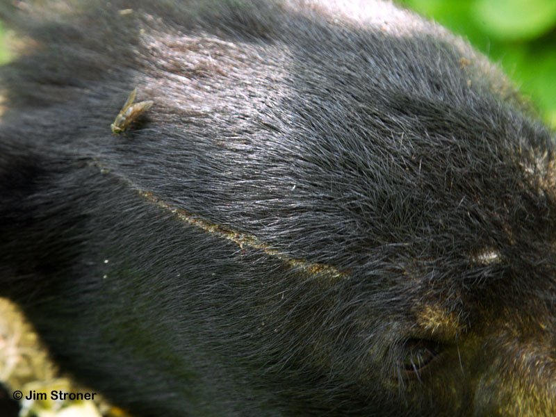 Sharon's new scar - July 20, 2012