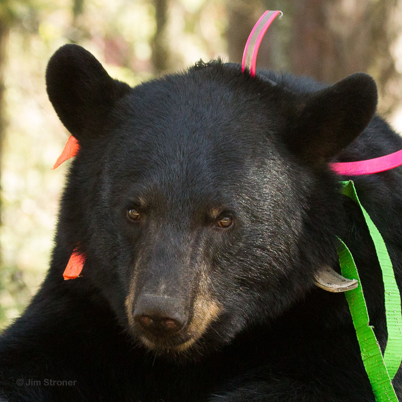 Sharon - Sept 15, 2012  