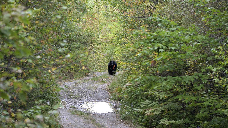 Sharon walks a forest road - Sept 12, 2012