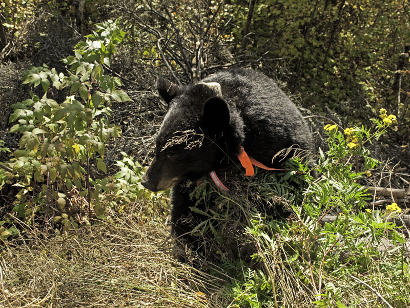 Sharon climbs up from den - Sept 24, 2012