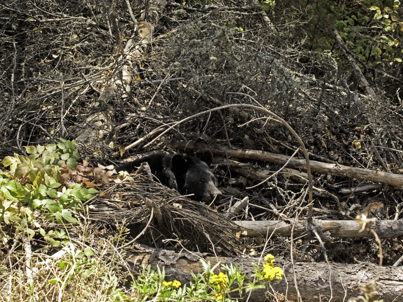 Sharon peeks out of den - Sept 24, 2012