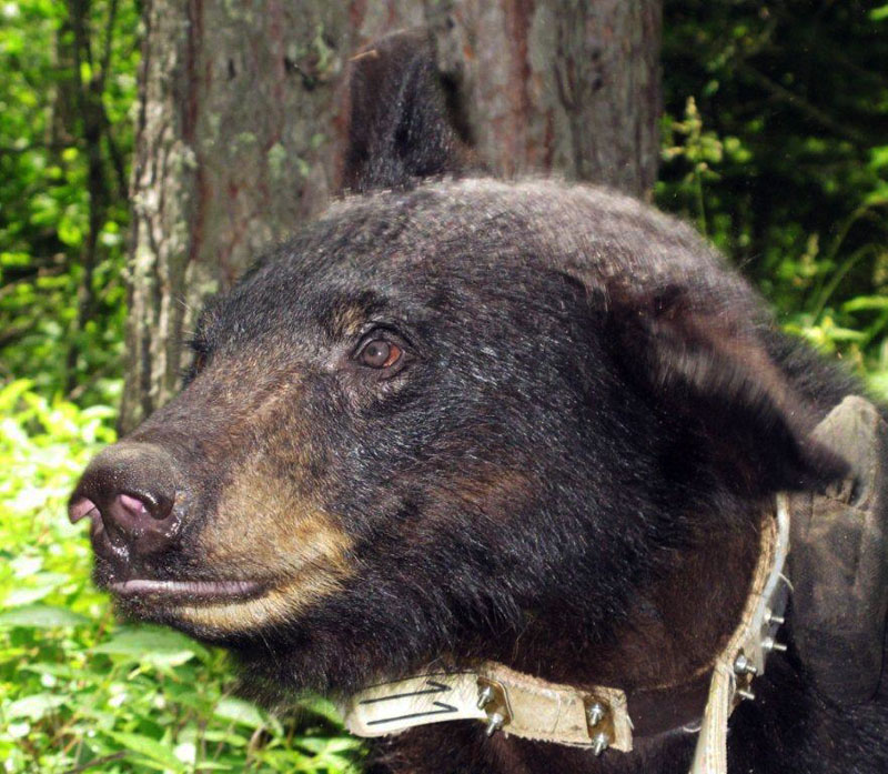 Sharon shaking off deer flies - June 24, 2012