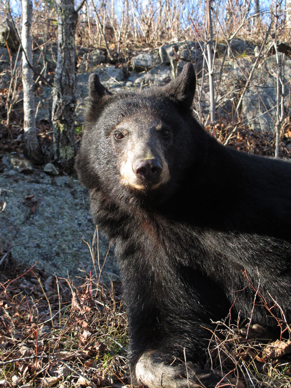 Shirley with pollen on nose - March 2012