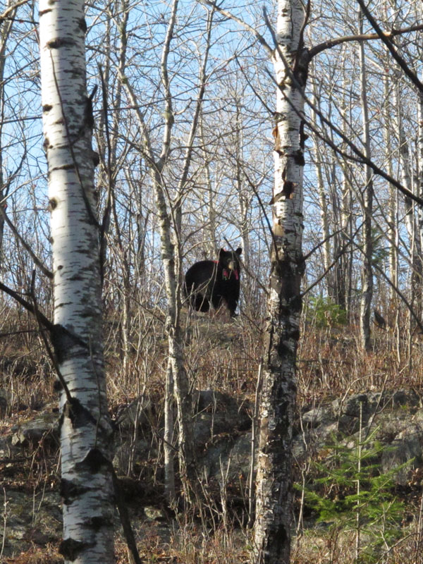 Shirley watching us from hilltop - March 25, 2012