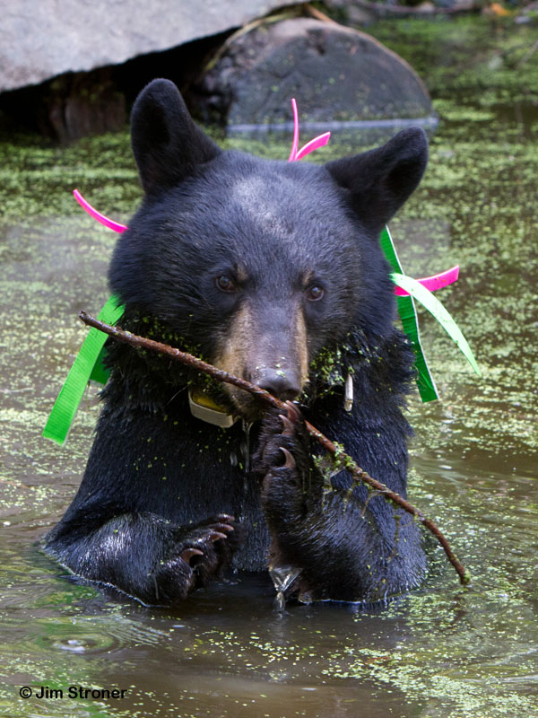 Shirley_in_pond_-_20110827