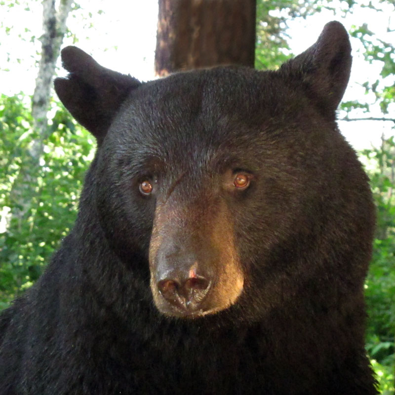 Shylow - July 6, 2012