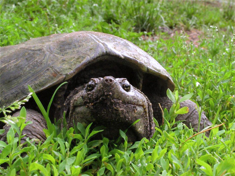 Snapping turtle - June 8, 2012