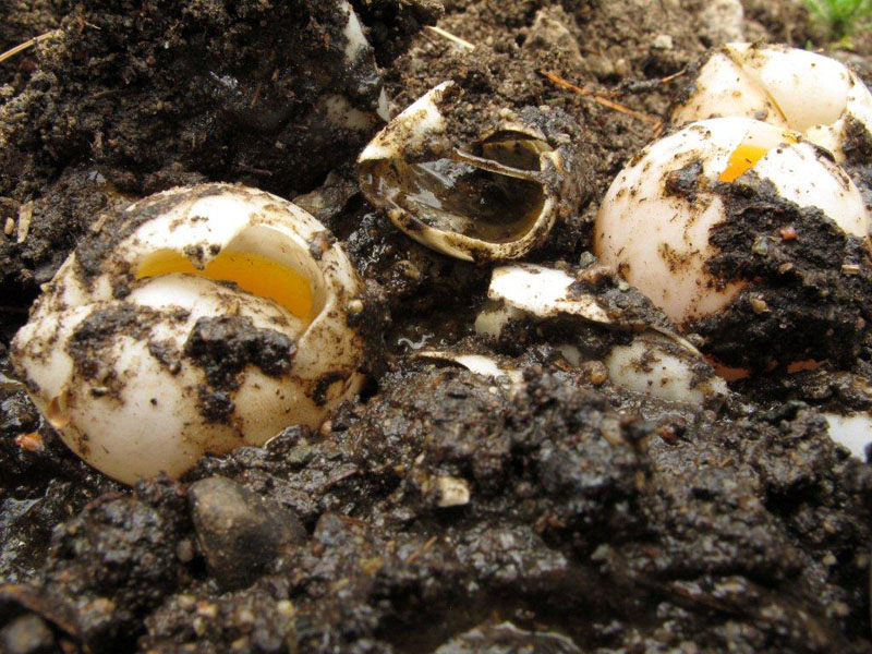 Closeup of dug out snapping turtle eggs - June 8, 2012