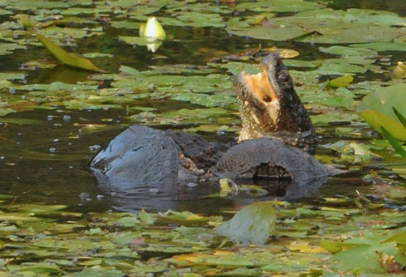 Snapping turtles fighting - July 31, 2012