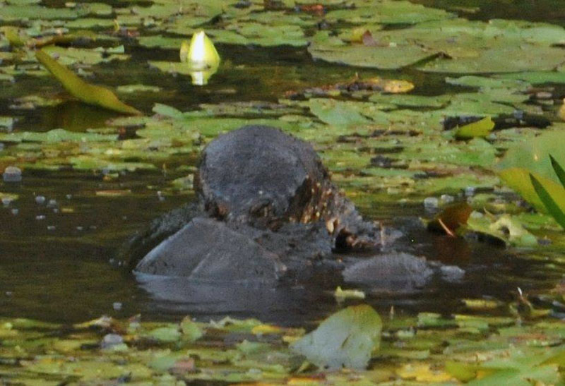 Snapping turtles fighting - July 31, 2012