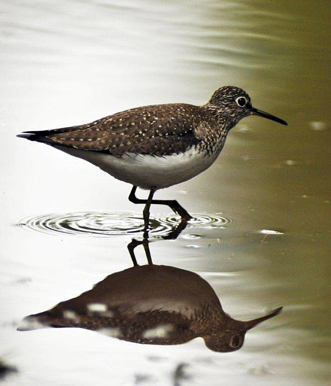 Solitary sandpiper - May 28, 2012