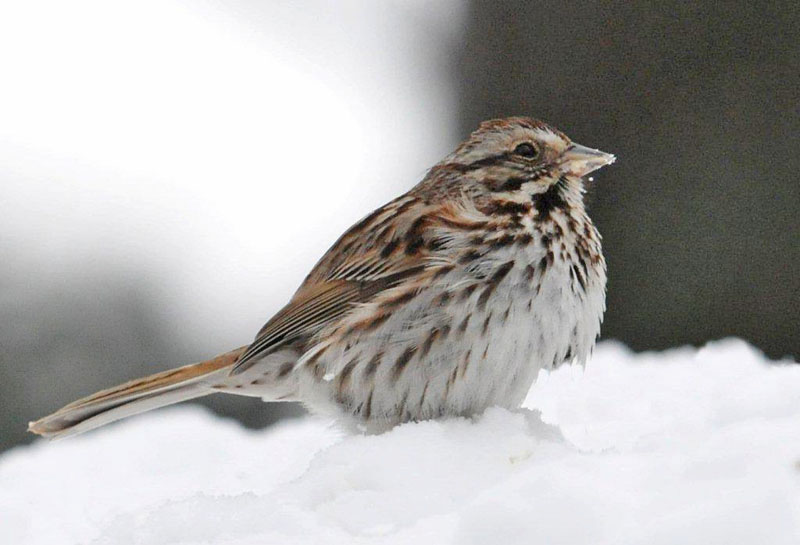 Song Sparrow - April 16, 2012