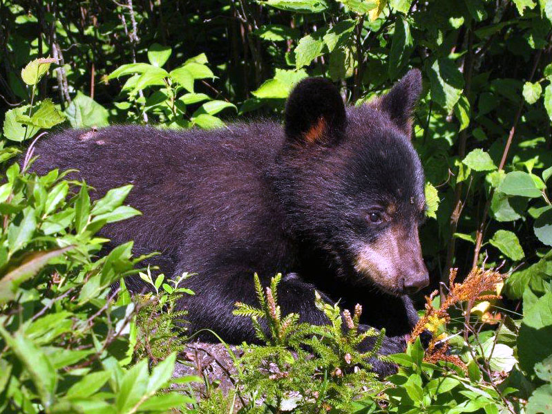 Sophie - July 3, 2012