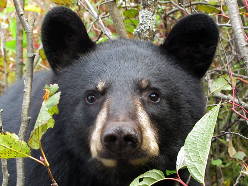 Sophie - Sept 20, 2012