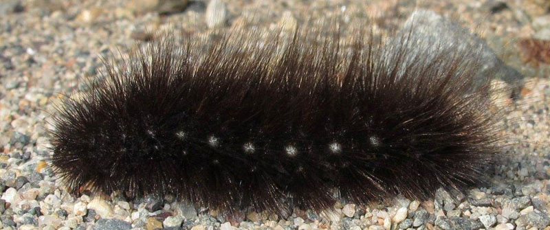 St Lawrence Tiger Moth Caterpillar - Sept 10, 2012