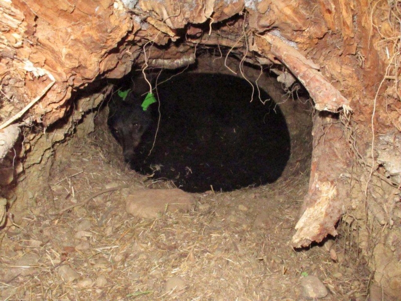 Star in den - Feb 15, 2012