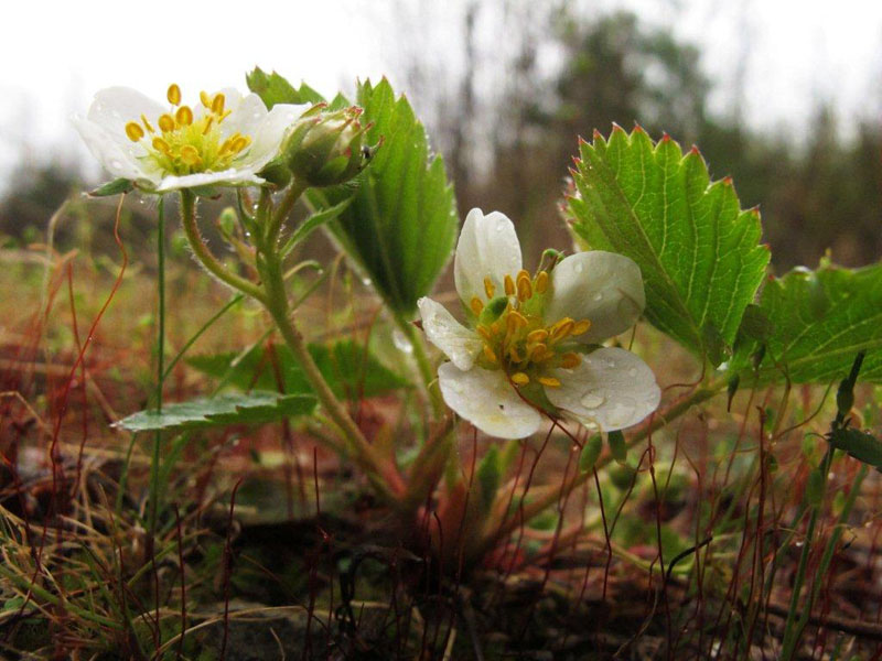 Strawberry - May 3, 2012