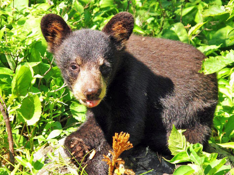 Sybil - July 3, 2012