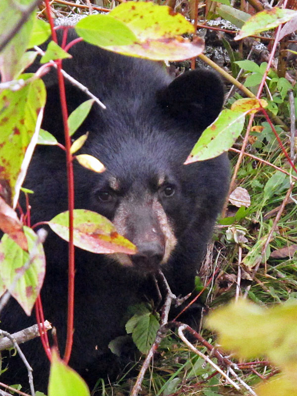 Sybil - Sept 20, 2012