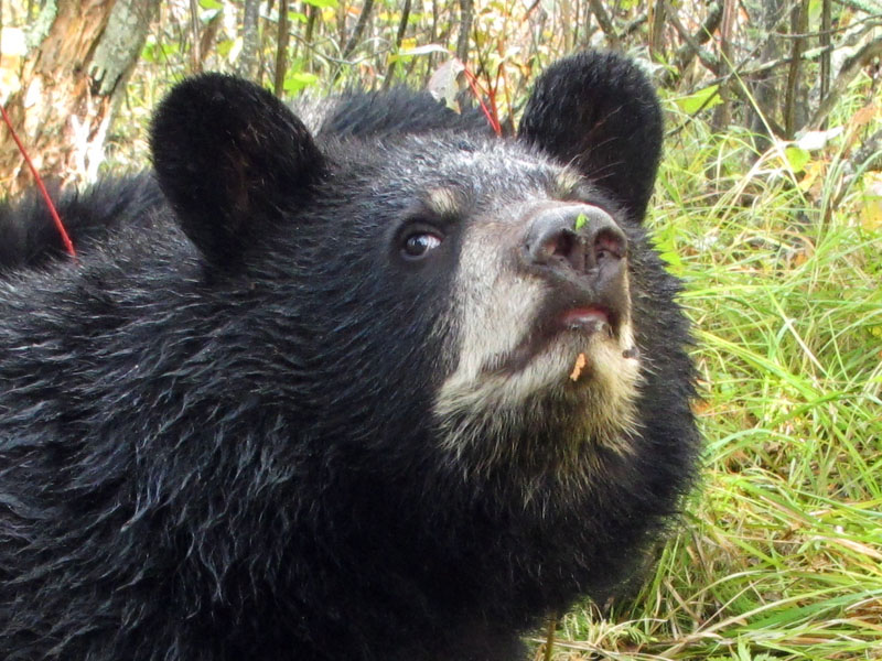 Sybil looking askance - Sept 21, 2012