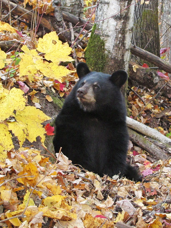Sybil eyeing us suspiciously - Oct 2, 2012