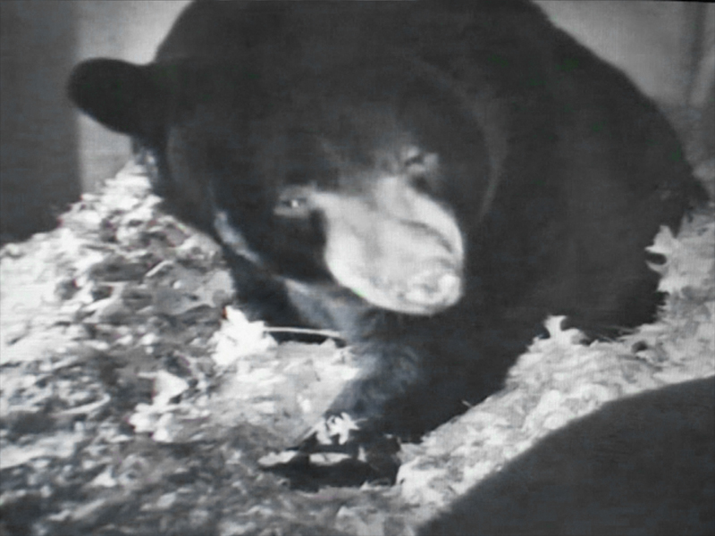 Ted_and_Lucky_den_cam_image_-_20101210