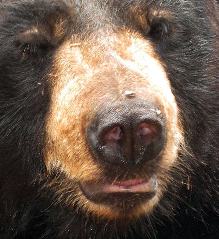 Ted's nose - Aug 2, 2012