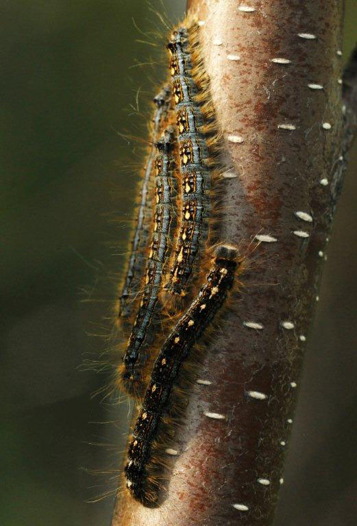 Forest tent caterpillars on birch - June 4, 2012
