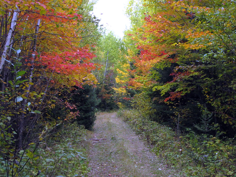 Trail back to van - Sept 25, 2012