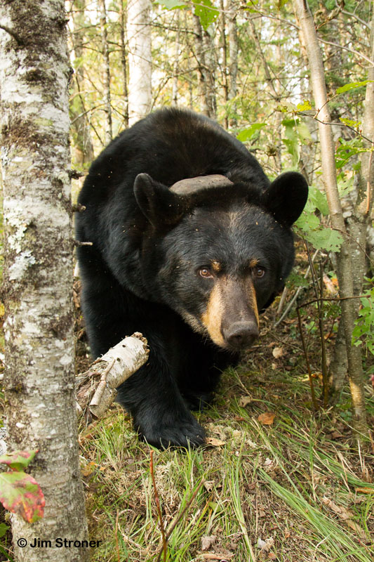 Ursula - Sept 16, 2012