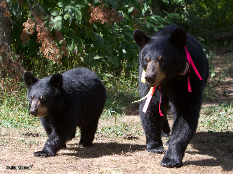 Ursula_and_cub_-_20110827