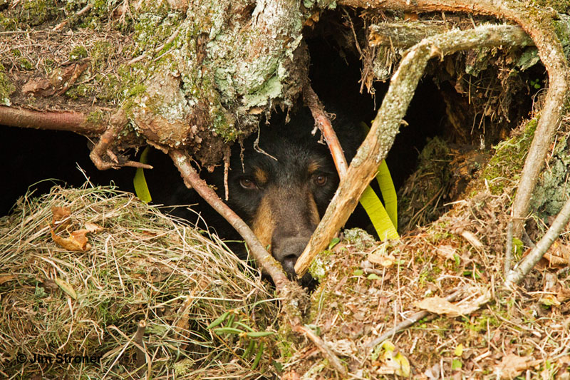 Ursula peers from her den - Sept 16, 2012