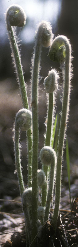 Interrupted Fern