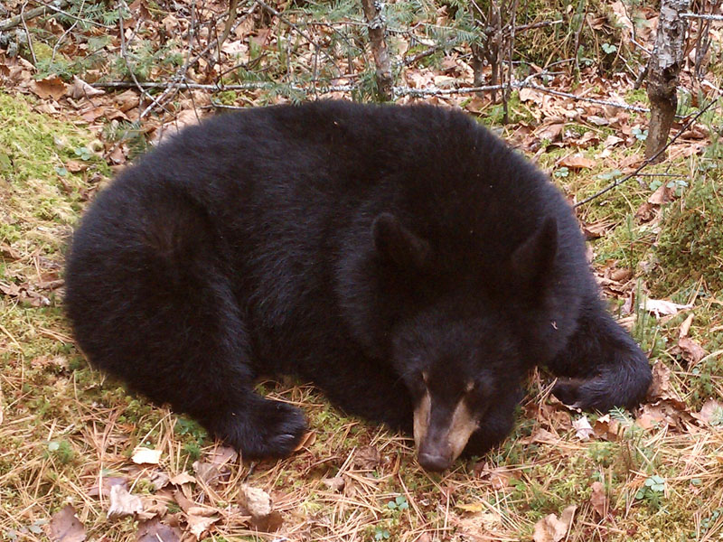 Victoria - October 25, 2011