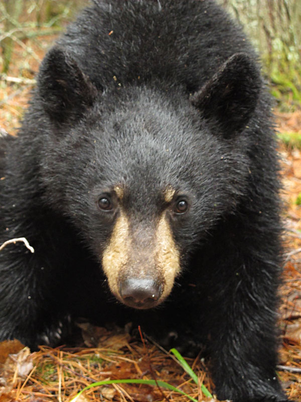 Victoria - March 31, 2012