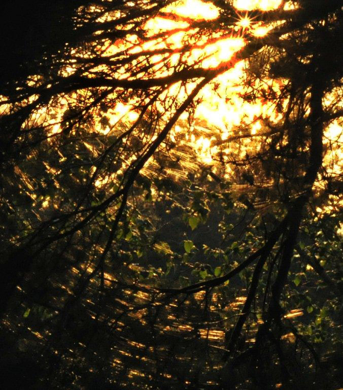 White Pine glitter - June 21, 2012