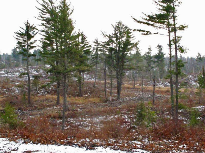 white pines standing in clear-cut