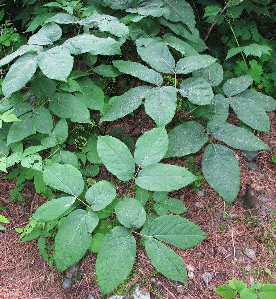 Wild_sarsaparilla_6-26-11cr