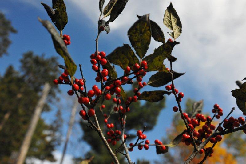 Winterberry 9-30-11