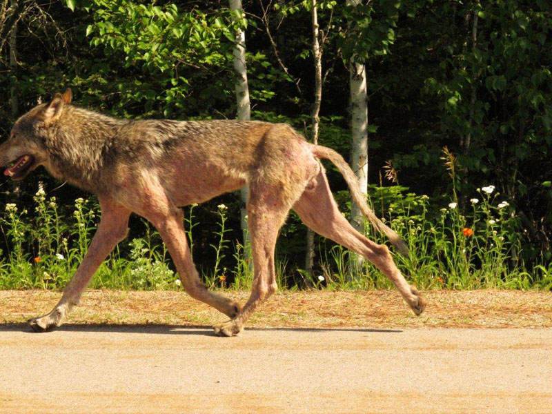 Wolf on Grant McMahan Blvd - June 16, 2012