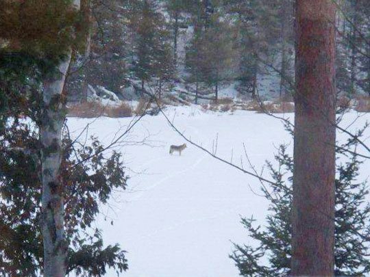 Wolf on Woods Lake 2012