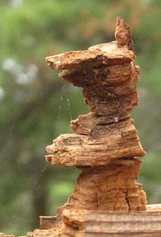 Wood bear image - May 26, 2012