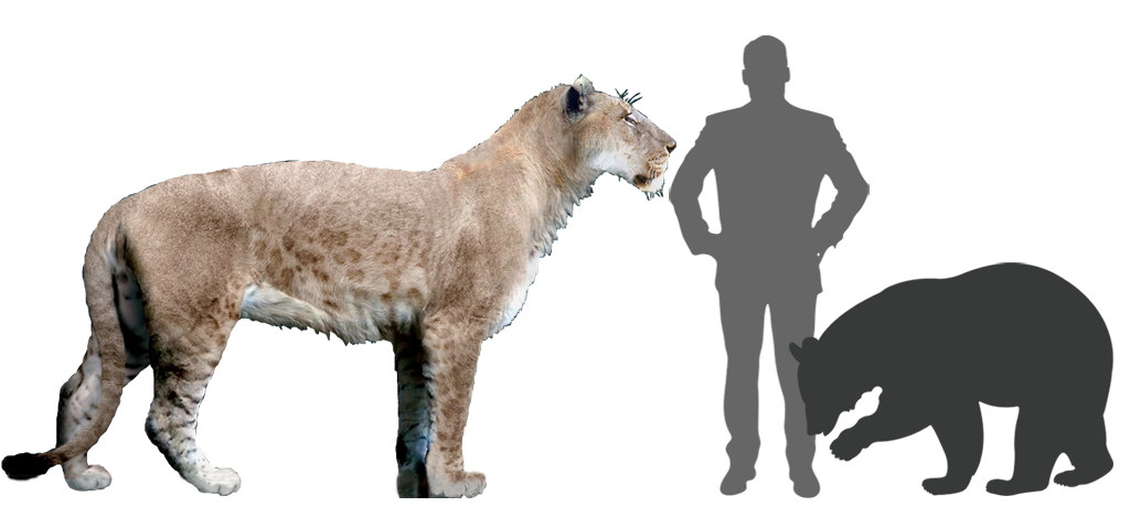 American lion comparison