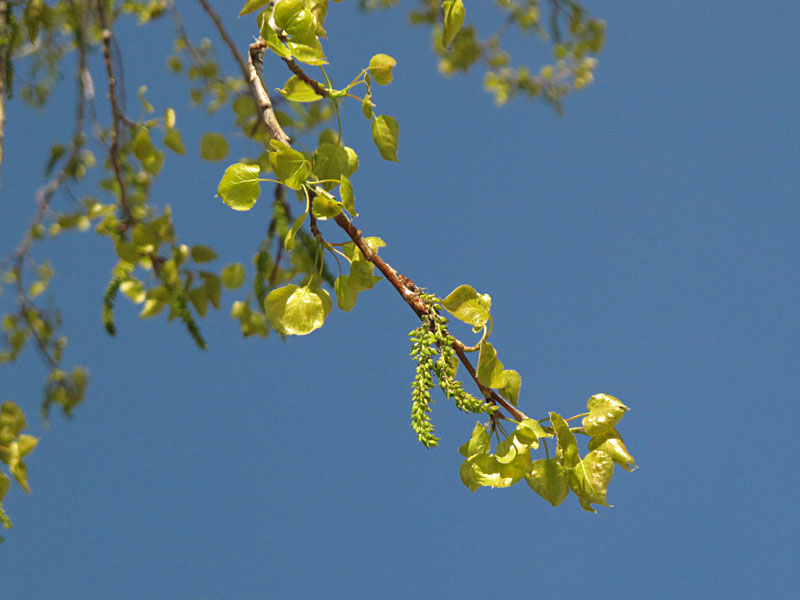 aspen leaves 20120417