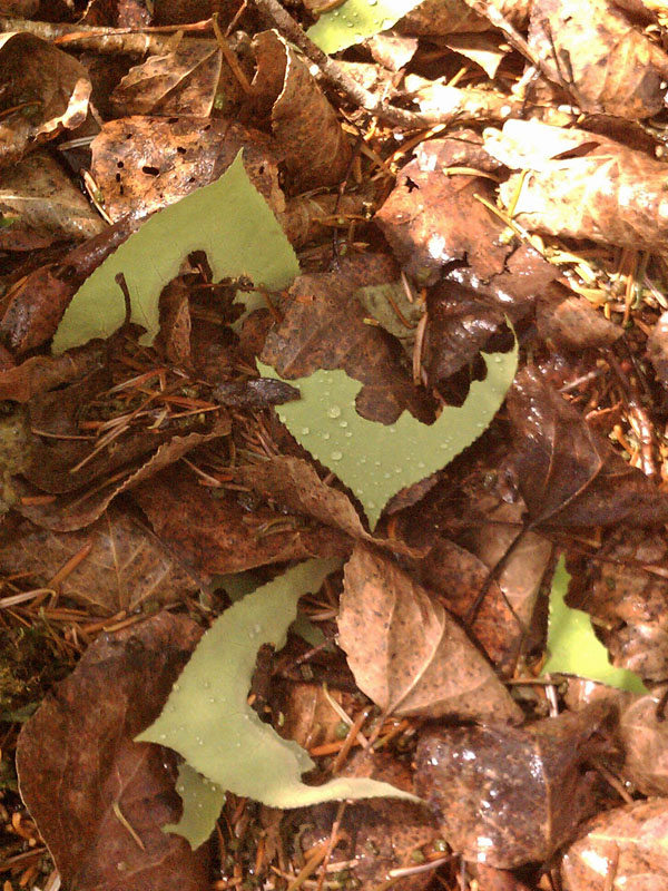 forest floor littered with leaf bits eaten by forest tent caterpillars - June 6, 2012