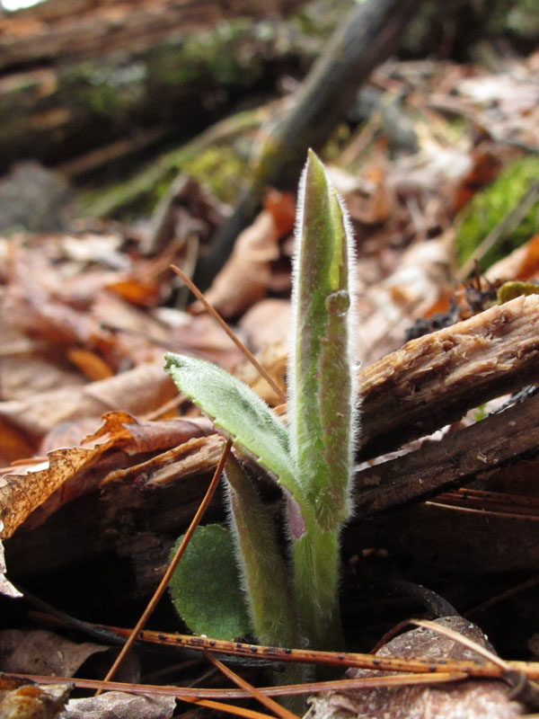 Large-leaf aster breaks ground - April 22, 2012