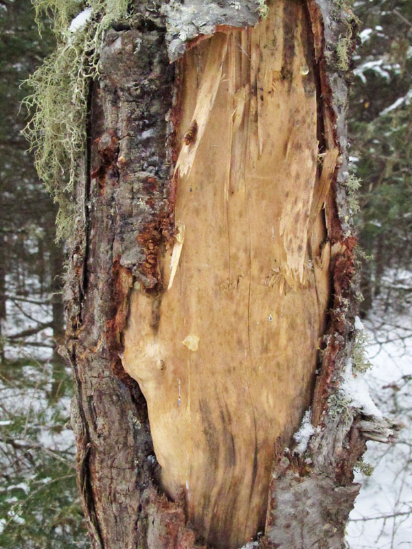 bear bite_-_20111225