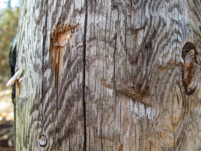 cedar post in Jo's territory bitten and rubbed by a bear
