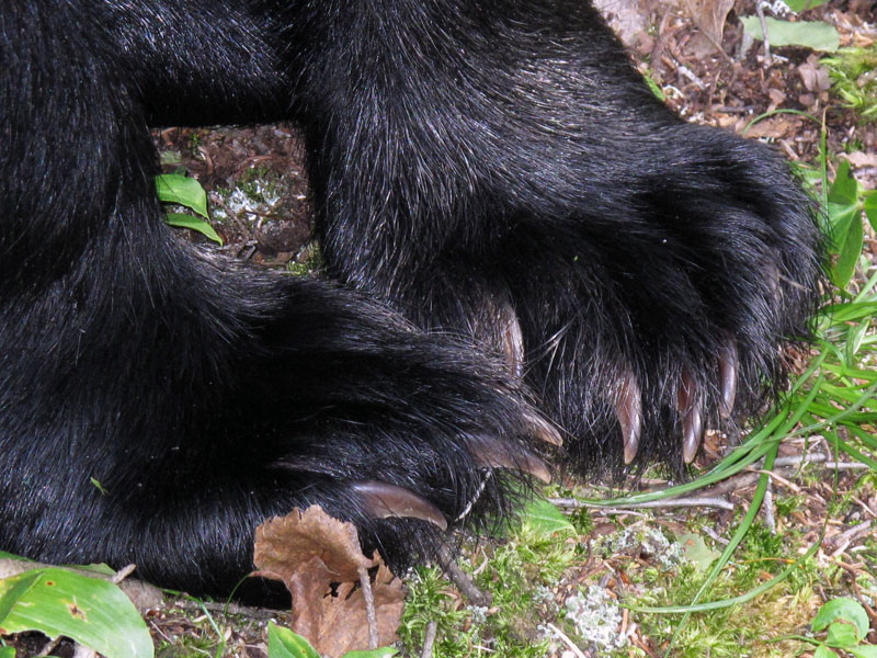 'Bear' feet